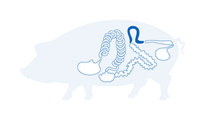 Tripa de cerdo semicular